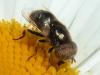 Eristalinus aeneus